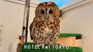 1350 jeeni!! Hotell Nipporis, Tokyos, kus elavad öökullid.