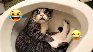 😘😍 You Laugh You Lose Dogs And Cats 😸🐱 Best Funny Animals 2024 # 23