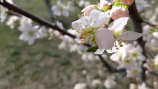 "ВЛОГ"  ВЕСНА - время пробуждения 🌿 цветёт Абрикос, Слива !!  Разгар работы 😊