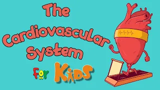 The Cardiovascular System (Health Lesson for Kids)