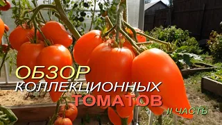 Обзор КОЛЛЕКЦИОННЫХ ТОМАТОВ. II ЧАСТЬ.