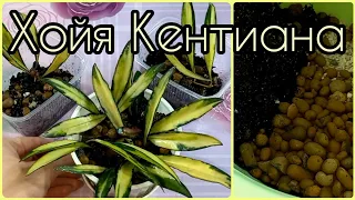 Хойя Кентиана🌱Сбросила корни🤷‍♀️Не беда! Омолодим+будут новые растения🌱Подбор грунта🌱Размножение🌱