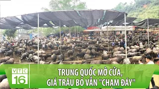 Trung Quốc mở cửa, giá trâu bỏ vẫn "chạm đáy", người chăn nuôi thua lỗ | VTC16