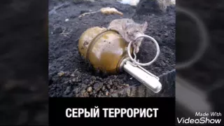 Приколы