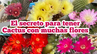 El secreto para tener cactus con muchas flores