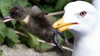 A hungry avian animal quickly eats a duckling when it dines in an urban animal's habitat🐤🦅