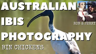 Australian Ibis Birds POV Photography at Lake Gillawarna Olympus OMD EM1 Mark II