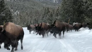 Bison hunted by Wapiti wolf pack in Yellowstone National Park