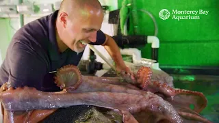 Stuck on you: caring for our giant Pacific octopus