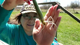 Grow Lemongrass From The Grocery Store Easily