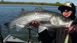 NEW 'APRIL FOOLS' ... BIG SPRING DELTA STRIPERS!