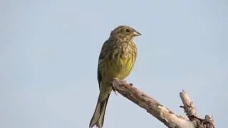 Овсянка обыкновенная. ( Emberiza citrinella )