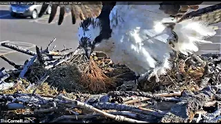 Iris lays her first egg of 2022 2022 05 03 18 07 15 530