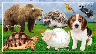 Facts about Farm Animals - Bear, Turtle, Porcupine, Sheep, Dog, Bird, Eagle - Animal Sound