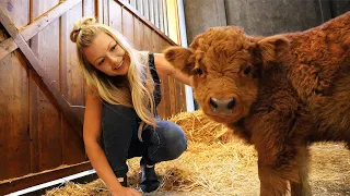 Visiting A Mini Cow Farm!