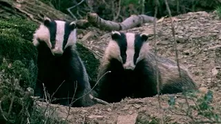 It's a Badger Brawl | Natural World : Badgers - Secrets Of The Sett | BBC Earth