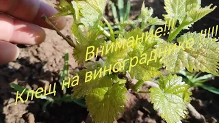 Поражение винограда клещом!!!