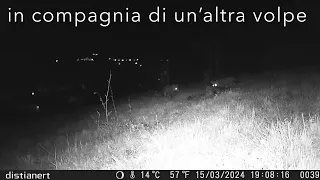 CIVITELLA ROVETO - Volpe e Lupo si contendono i resti di Capriolo a pochi metri dal centro abitato