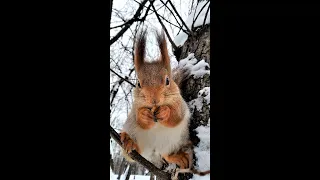 Белочка кушает орешек сидя на веточке / Squirrel eats a nut sitting on a branch