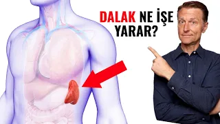 Dalak: Vücudunuzdaki Bu Gizli Organın Sırları | Dr.Berg Türkçe