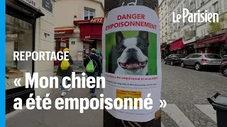 Après la mort d’Elvis, un chihuahua, ce coin de Paris abrite-t-il une empoisonneuse de chiens ?