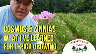 What I've Learned About Cosmos and Zinnias for U-Pick Flowers