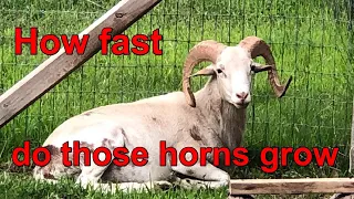 How fast will the horns grow on my Painted Desert ram