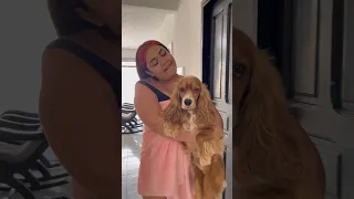 Descubrí a mi esposa con el perro