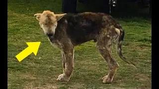 Dog Spotted Tied Up In The Woods Was In So Much Pain Rescuers Could Barely Touch Him