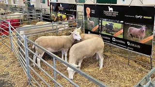 HOW WE PREP SHEEP FOR THE SHOW RING - STAFFORDSHIRE COUNTY SHOW PRE SHOW