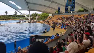 Orca ocean show - Loro Parque