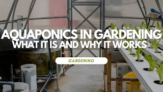 Aquaponics in Gardening: What it is and Why It Works