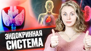 Эндокринная система | Летний курс | БиоФАК 2022