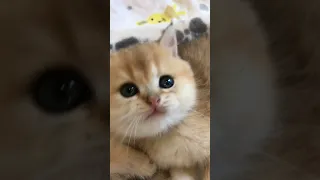 OMG So Cute Cats ♥ Best Funny Cat Videos 2021 ,Cat Life #   17