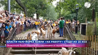 Козы будут бороться с сорняками в парке Риверсайд в Нью-Йорке