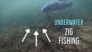 ZIG RIG Fishing for Carp - Underwater Footage