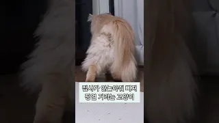 이렇게 귀엽게 삐지면 반칙! #쇼츠 #shorts #고양이