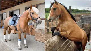 Need something fun? Watch these funny and cute Horse Videos - Funniest Horses #3