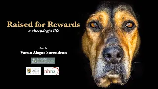 Raised For Rewards - A Sheepdog's Life | New Zealand | Sheepdog Trial | Working Dog | Dog Training