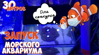 Запуск морского аквариума на 30 литров