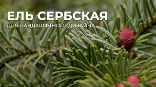 Ель сербская: уникальный вид для ландшафтного дизайна