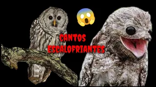 Top 5 Aves con los Cantos más Aterradores y Extraños 😨