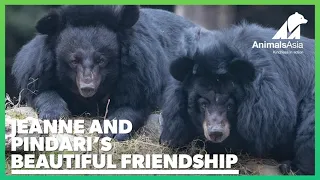 Moon bears finally meet after years living side by side