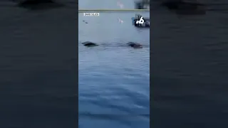 Scary video: 14ft gator swims at group of Girl Scouts in Texas lake 😱🐊