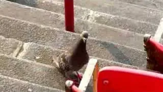 Pigeon Scavenging After Mets Game