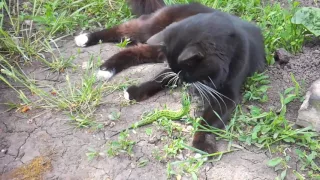 Кот и Ящерица. Cat against lizard. Забавное видео.