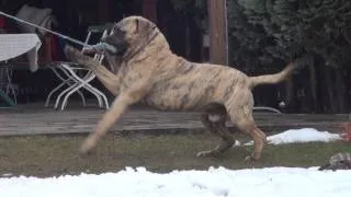 Dogo Canario Rüde ENZO 1 Jahr alt