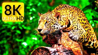Ultimate Wild Animals Collection in 8K ULTRA HD #4kyt