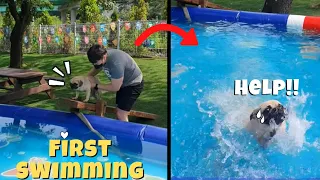 [PUG] Funny Pug Puding's First Swimming in the POOL!