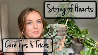 How to Care for String of Hearts | Houseplant Care Tips